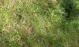 Overtaken by weeds - how do I sheet mulch? Can I use pine needles? notice tall grass in back - there is this one patch that looks great.JPG